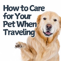 how to care for your pet when traveling